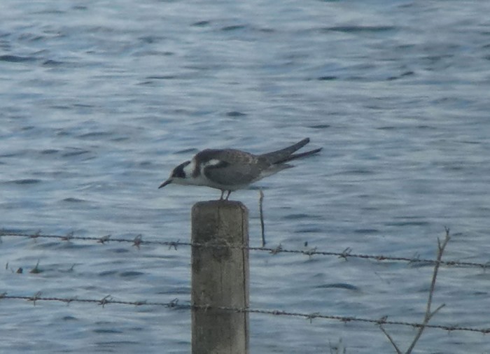 Black Tern