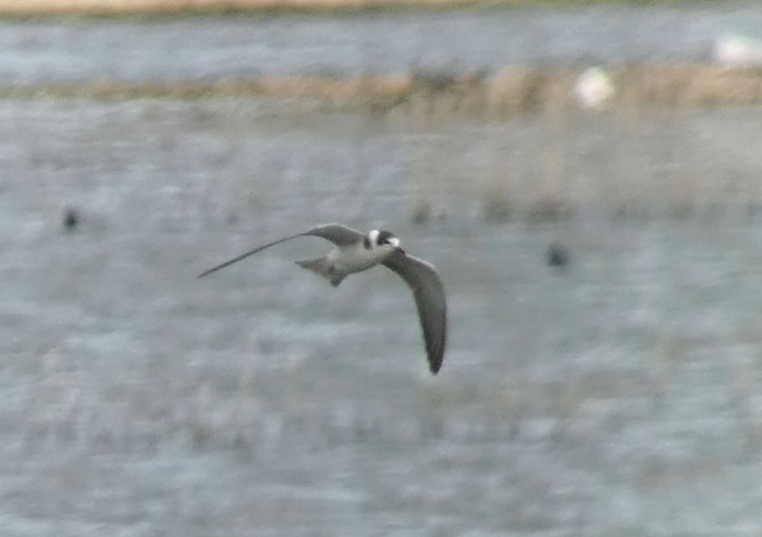 Black Tern