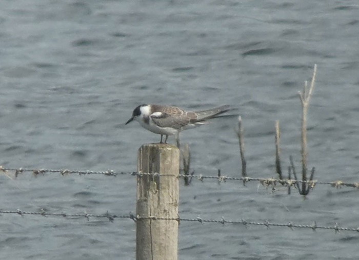 Black Tern