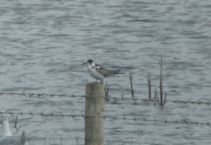 Black Tern