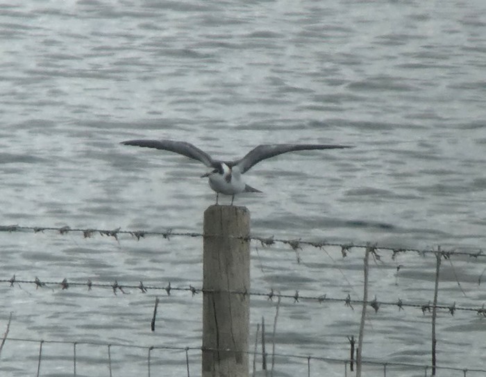 Black Tern