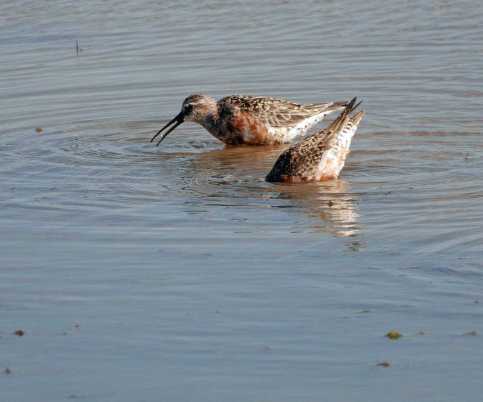 Curlew Sandpiper