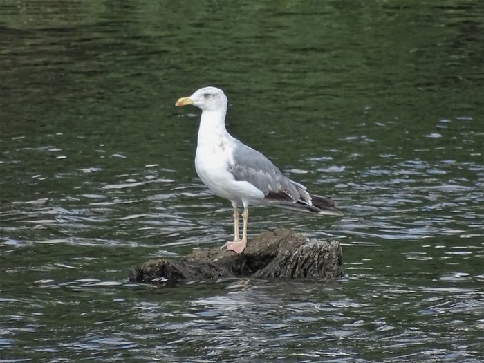 Yellow-legged Gull