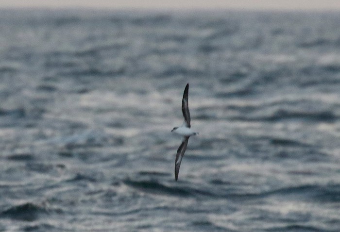 Zino's Petrel