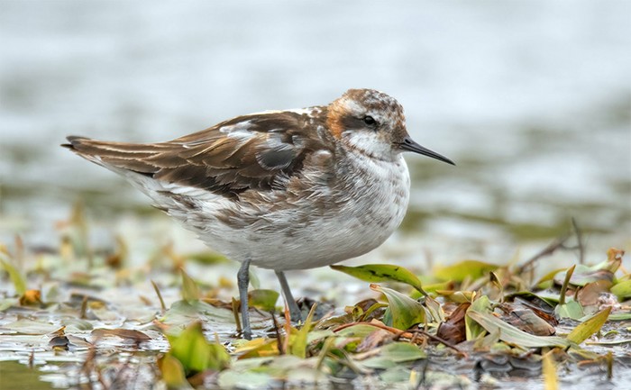 Red-necked Phalarope
