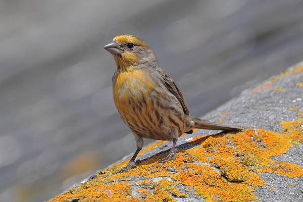 House Finch