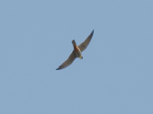 Hobby