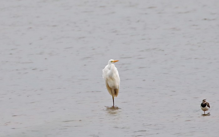Great White Egret