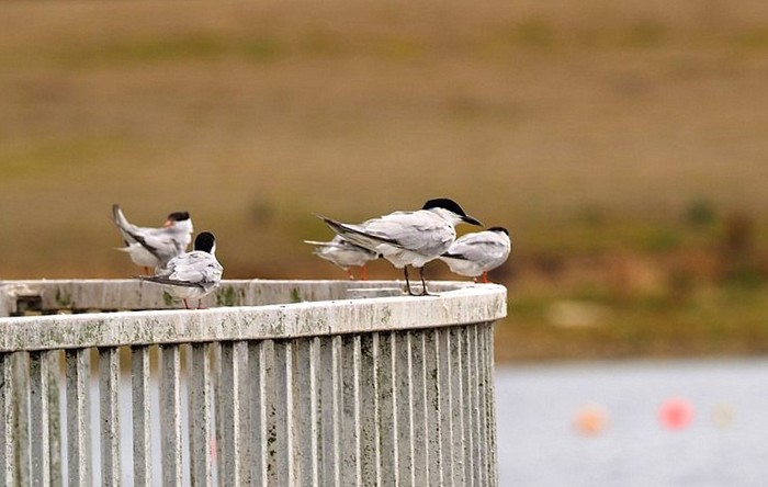 Gull-billed Tern