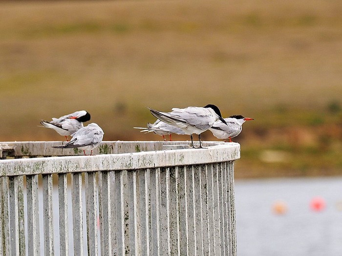 Gull-billed Tern