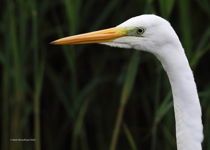 Great White Egret
