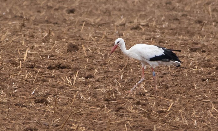 White Stork