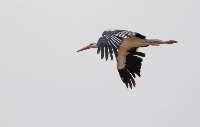 White Stork