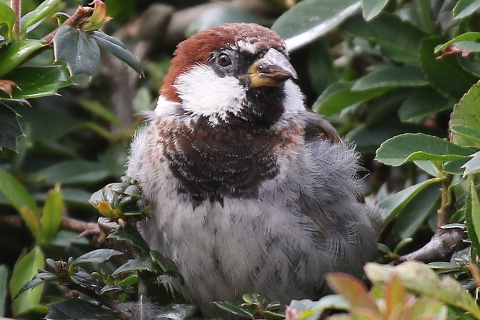 Italian Sparrow