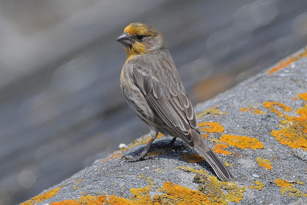 House Finch