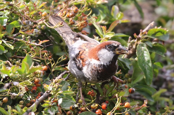 Italian Sparrow