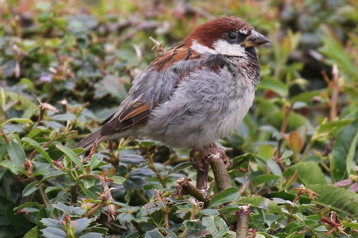 Italian Sparrow
