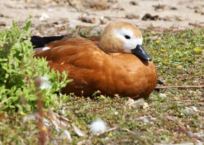 Ruddy Shelduck