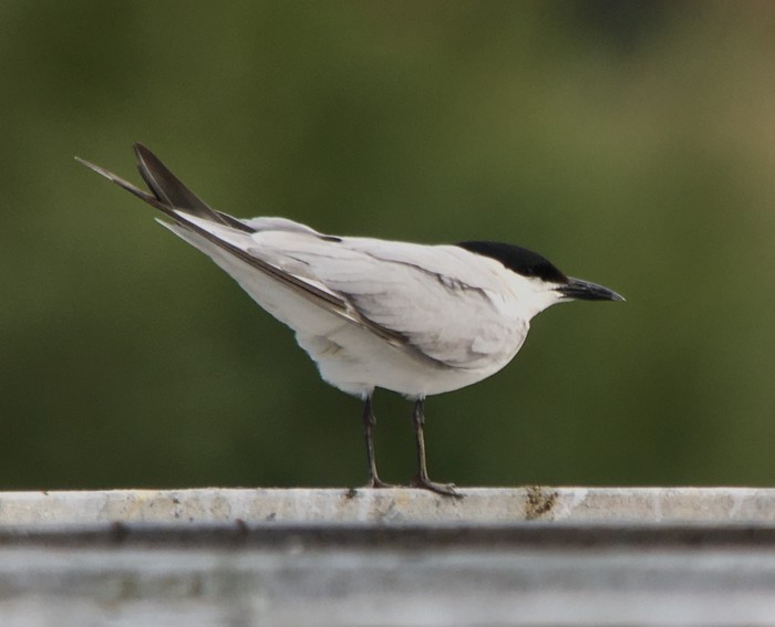 Gull-billed Tern