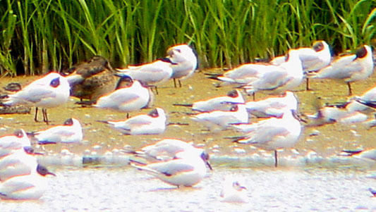 Gull-billed Tern