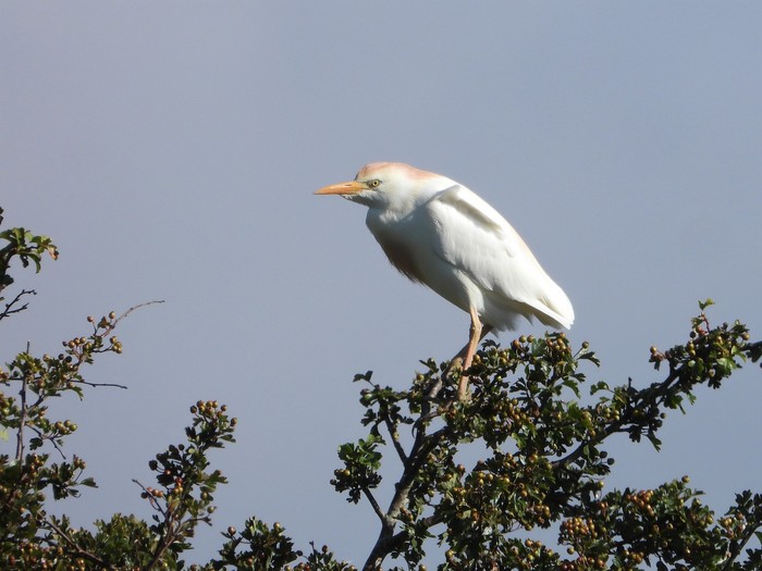 Cattle Egret