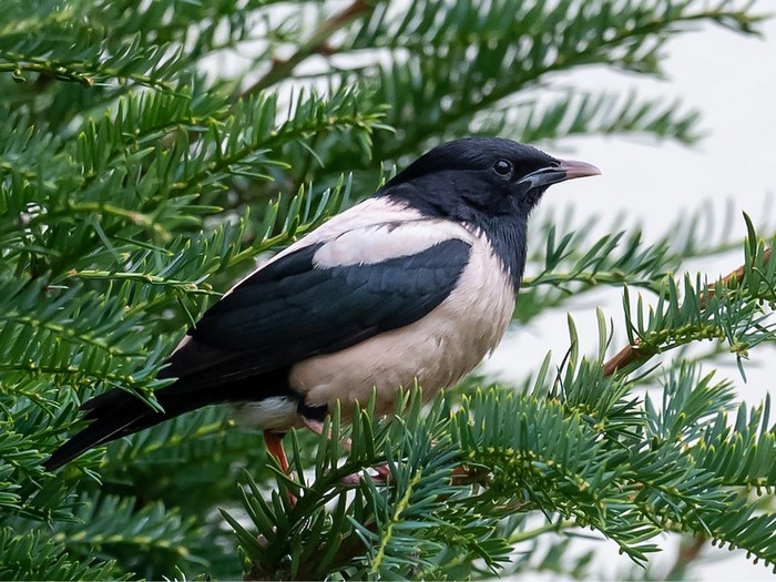 Rose-coloured Starling