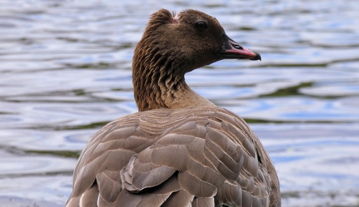 Pink-footed Goose