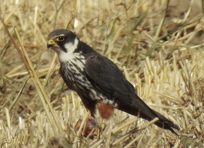 Hobby