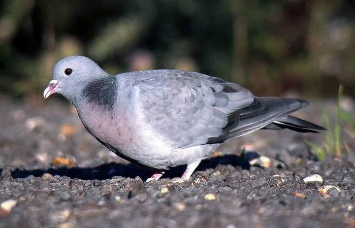Stock Dove