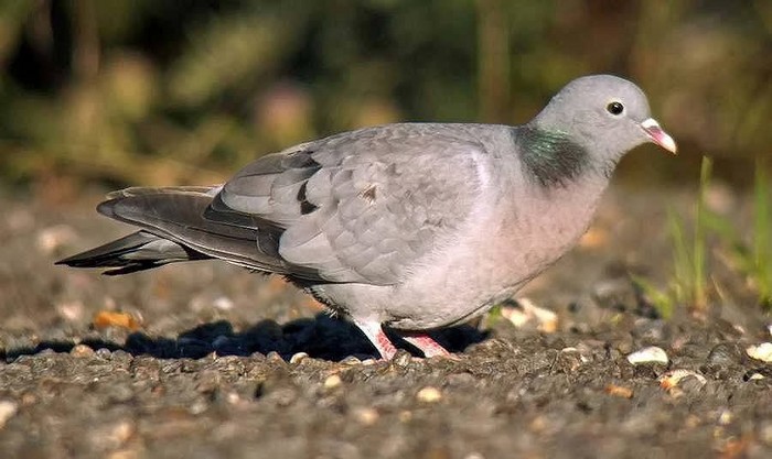 Stock Dove
