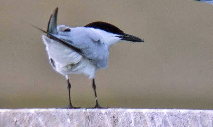 Gull-billed Tern
