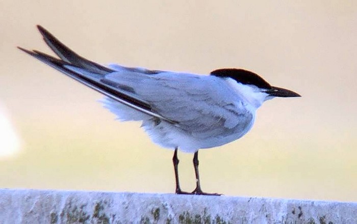 Gull-billed Tern