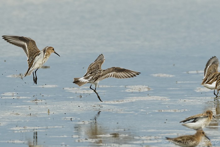 White-rumped Sandpiper