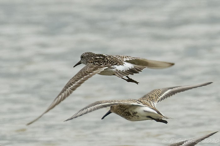 White-rumped Sandpiper