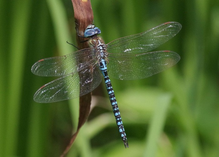 Southern Migrant Hawker dragonfly