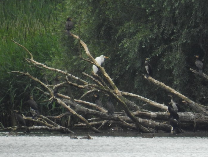 Great White Egret