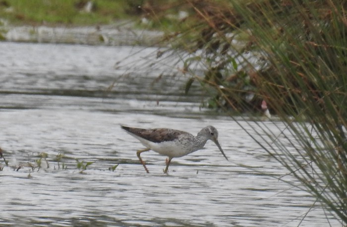 Greenshank