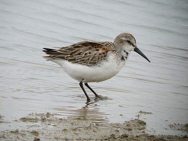 Western Sandpiper
