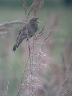 River Warbler