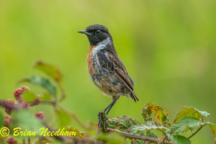 Stonechat