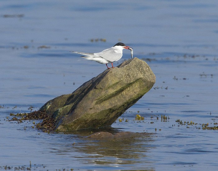 Common Tern