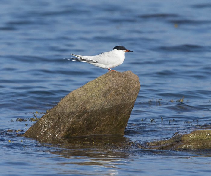Roseate Tern