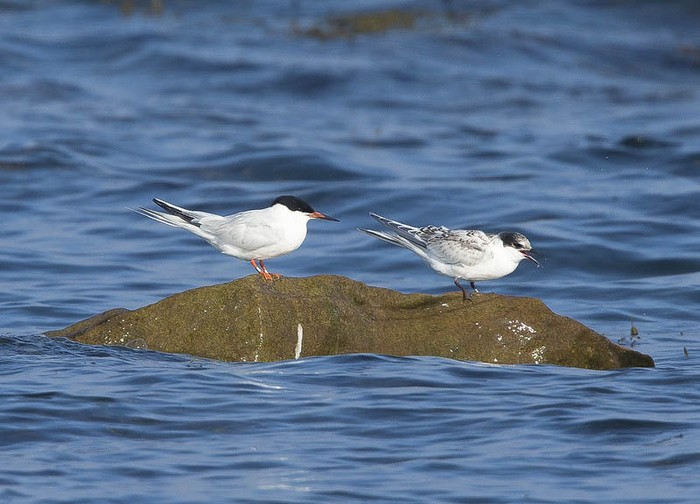 Roseate Tern