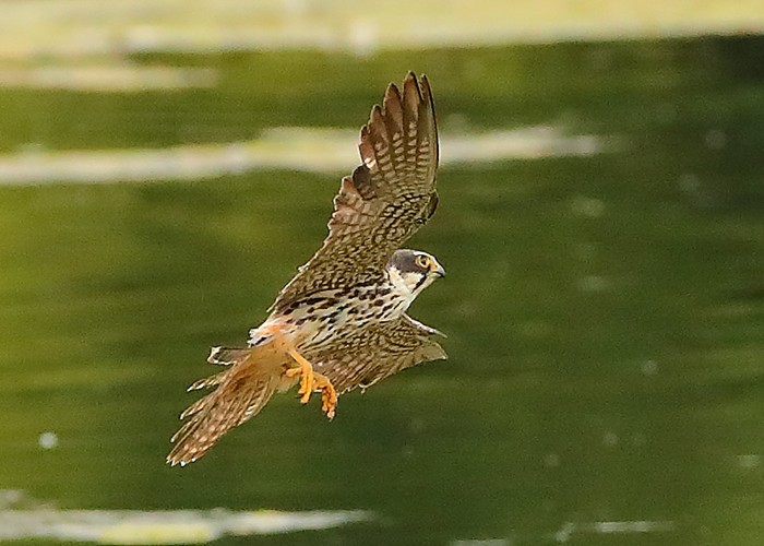 Hobby