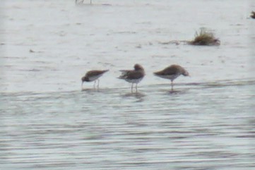 Pectoral Sandpiper