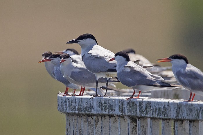 Gull-billed Tern