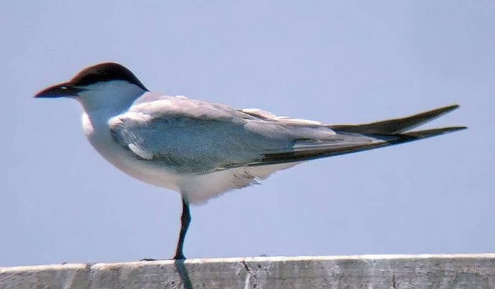 Gull-billed Tern