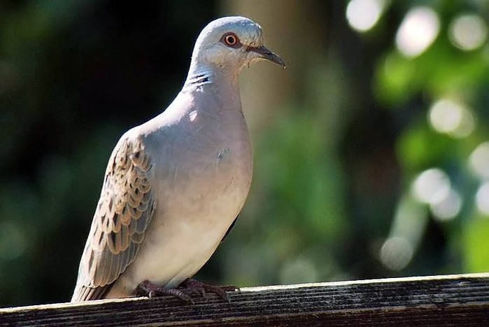 Turtle Dove