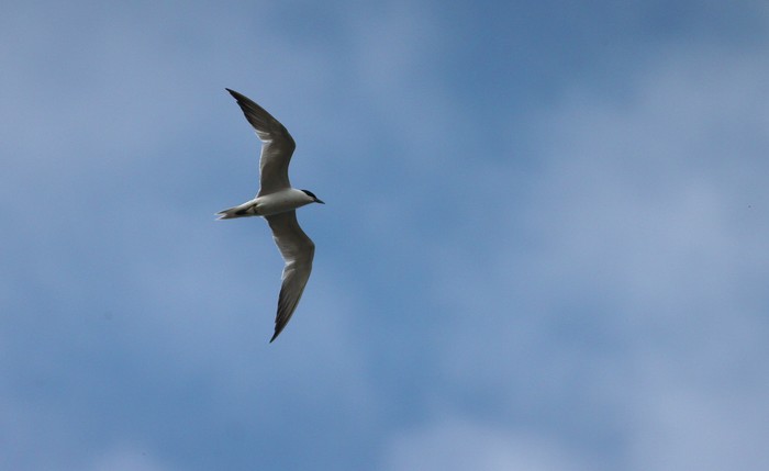 Gull-billed Tern