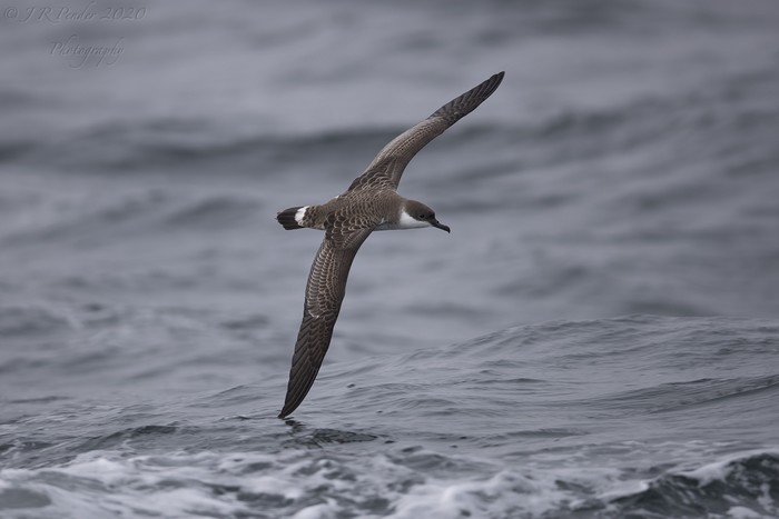 Great Shearwater